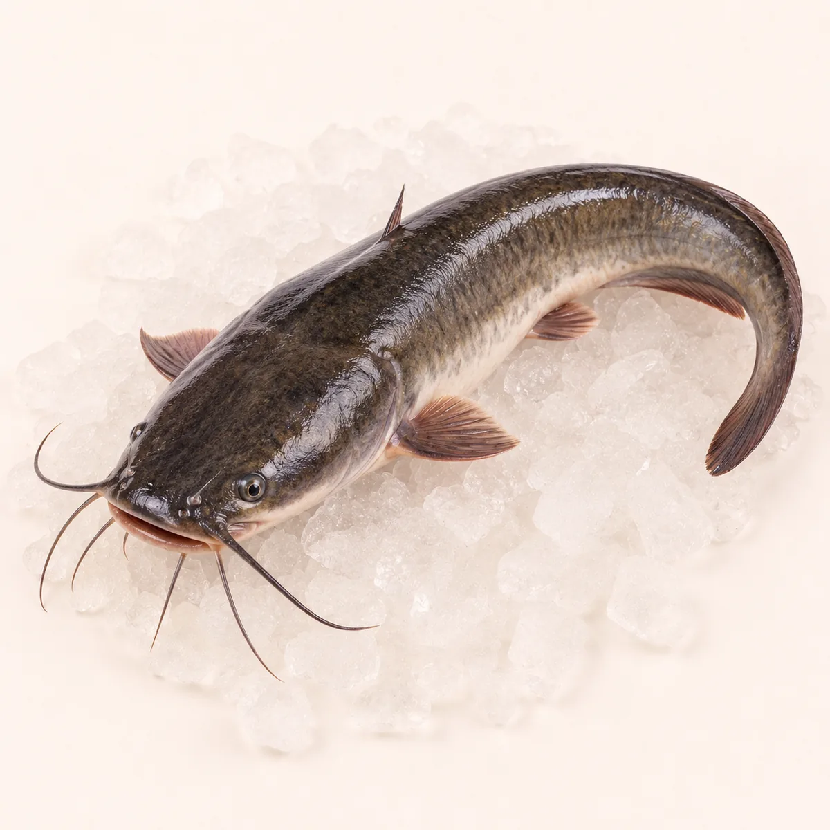 Catfish
